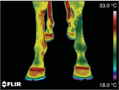 horse-veterinary-thermography