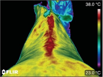 lumber-veterinary-thermography