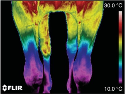 veterinary-thermography-legs