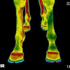 Veterinary thermography